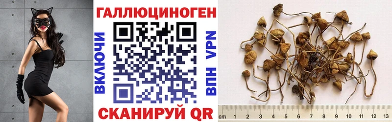Псилоцибиновые грибы мицелий купить наркоту Галич